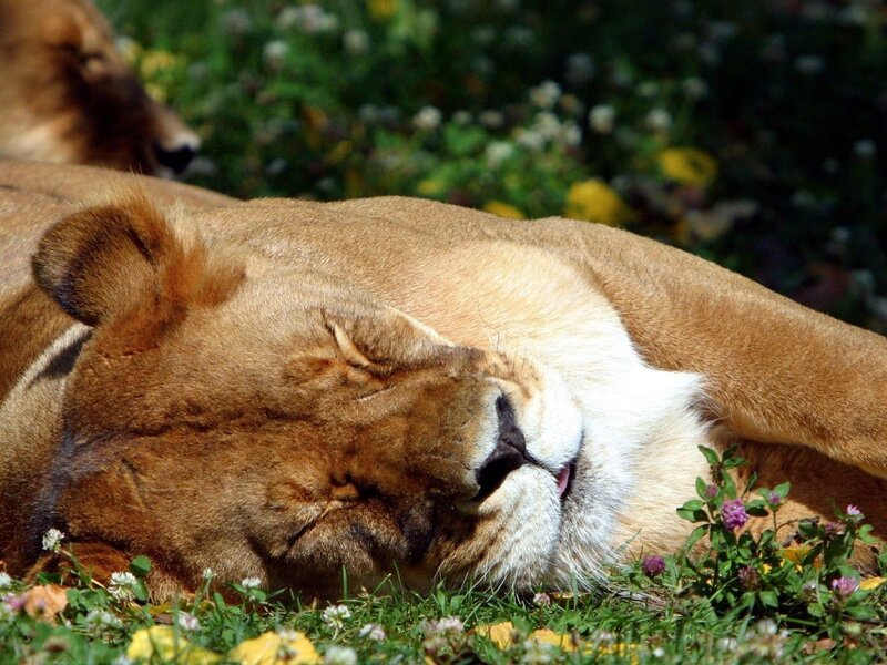 Lioness Lying in Grass — Brown, Peaceful