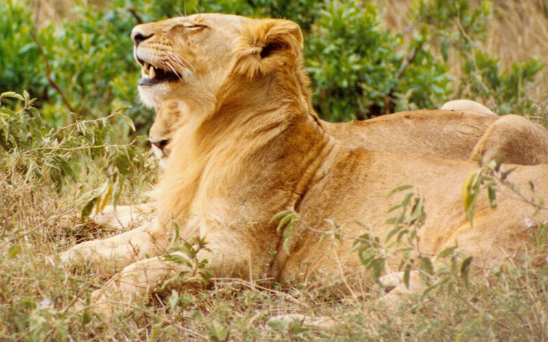 Lioness Lying in Grass — Brown