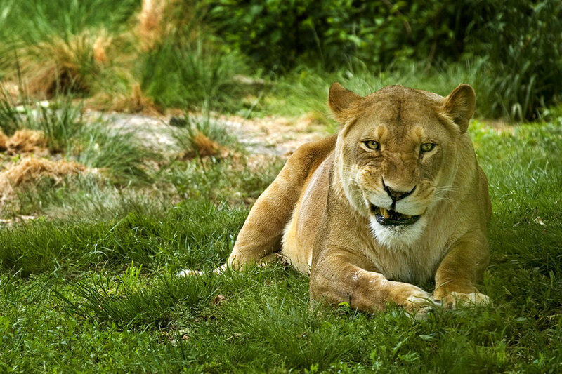 Lioness Lying in Grass — Green, Calm
