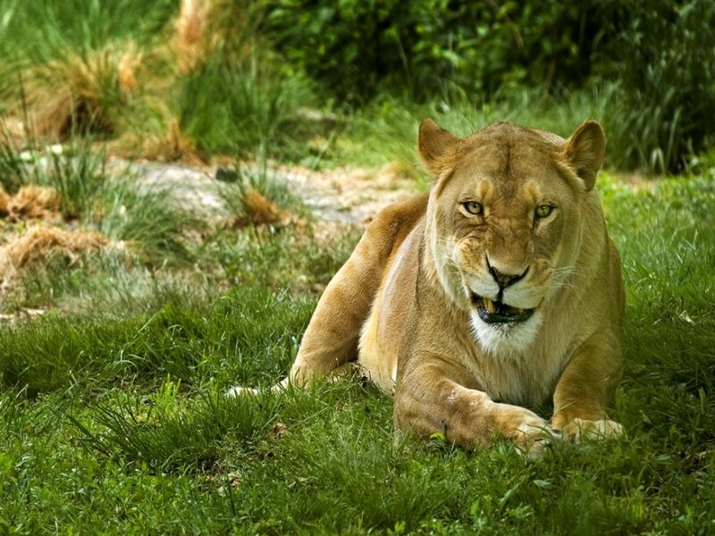 Lioness Lying in Grass — Green