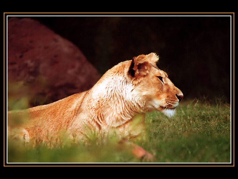 Lioness Lying in Grass