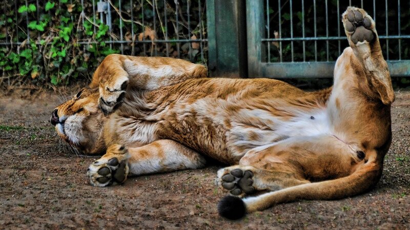 Lioness Lying on Back — Brown, Relaxed, Photograph