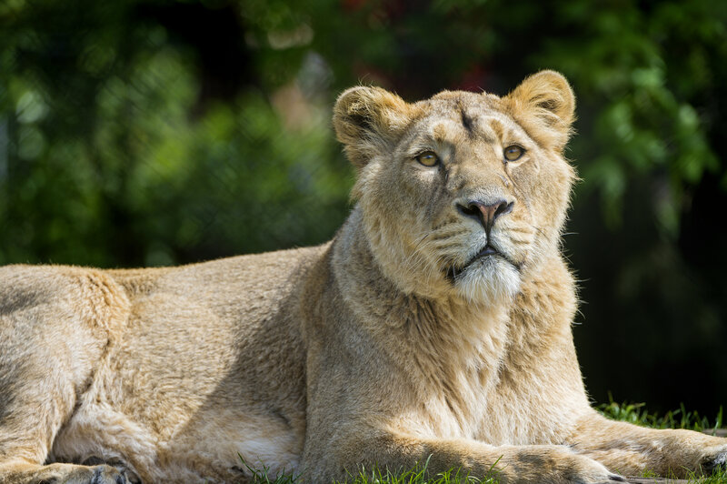 Lioness Lying on Grass — Brown, Calm