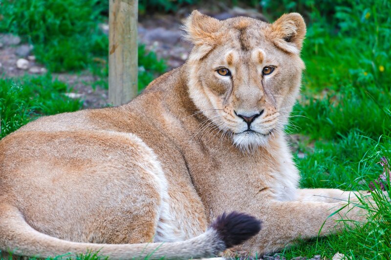 Lioness Lying on Grass — Brown