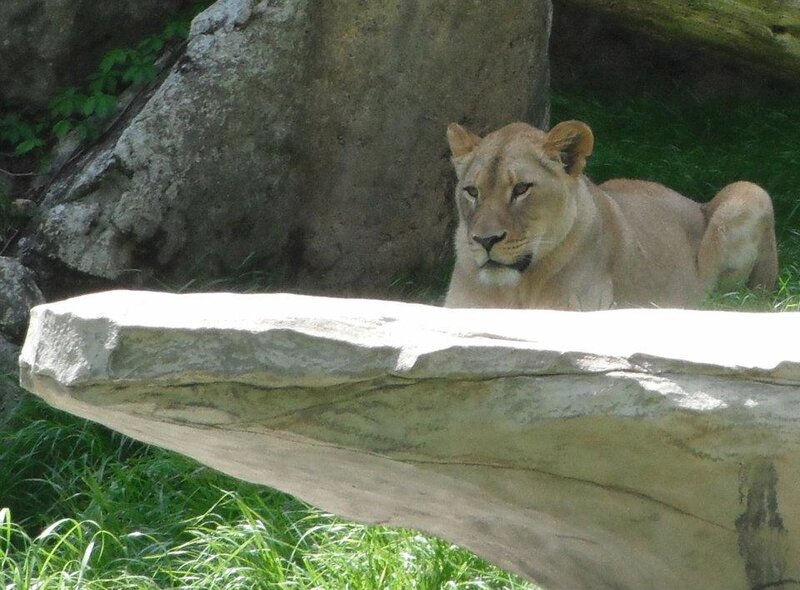 Lioness Lying on Grass — Green, Calm