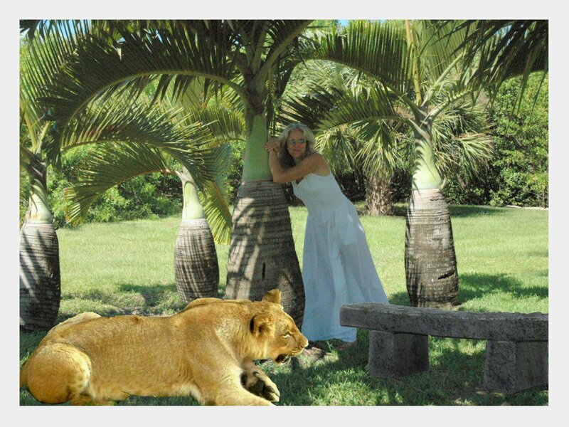 Lioness Lying on Grass — Green