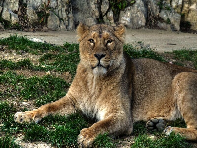 Lioness Lying on Grass