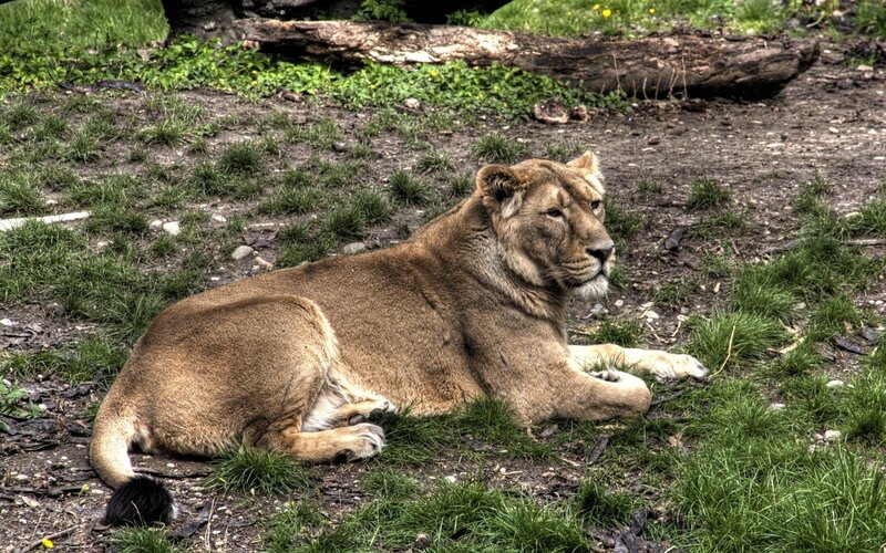 Lioness Lying on Ground — Brown, Calm