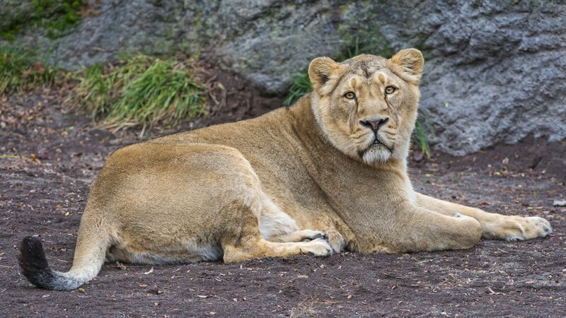 Lioness Lying on Ground — Brown
