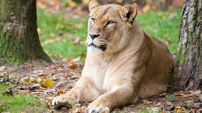 Lioness Lying on Ground