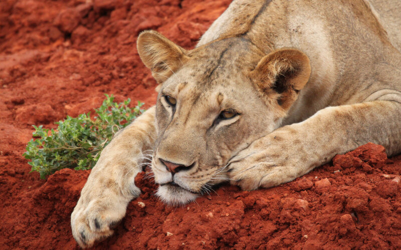 Lioness Lying on Red Soil