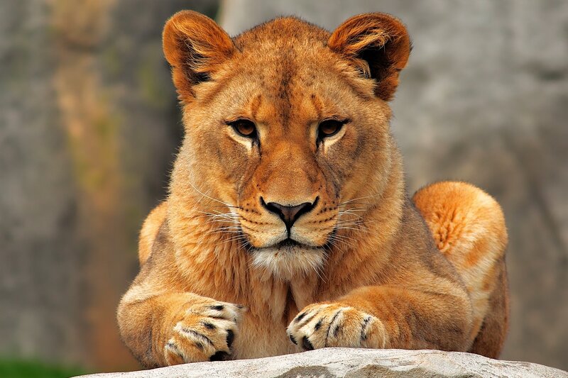 Lioness Lying on Rock — Brown