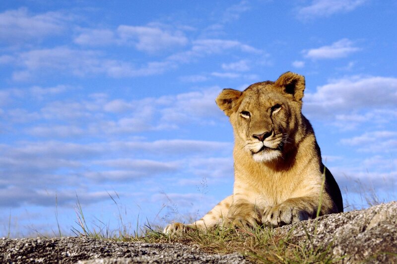 Lioness Lying on Rock