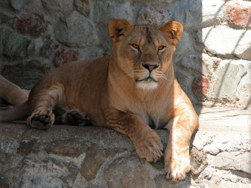 Lioness Lying on Stone