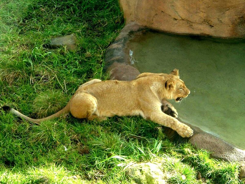 Lioness near a water pool