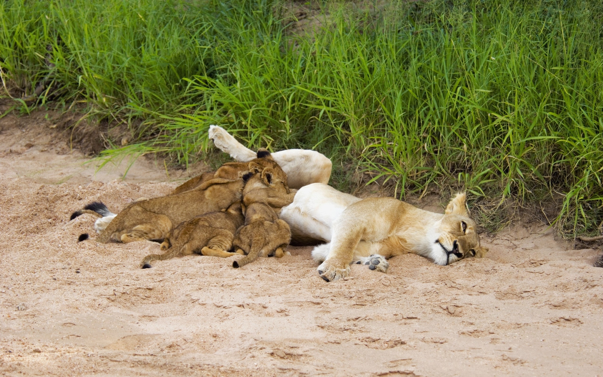 Lioness nursing her cubs