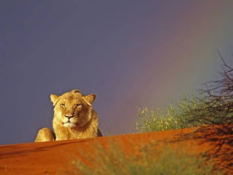 Lioness on a Dune