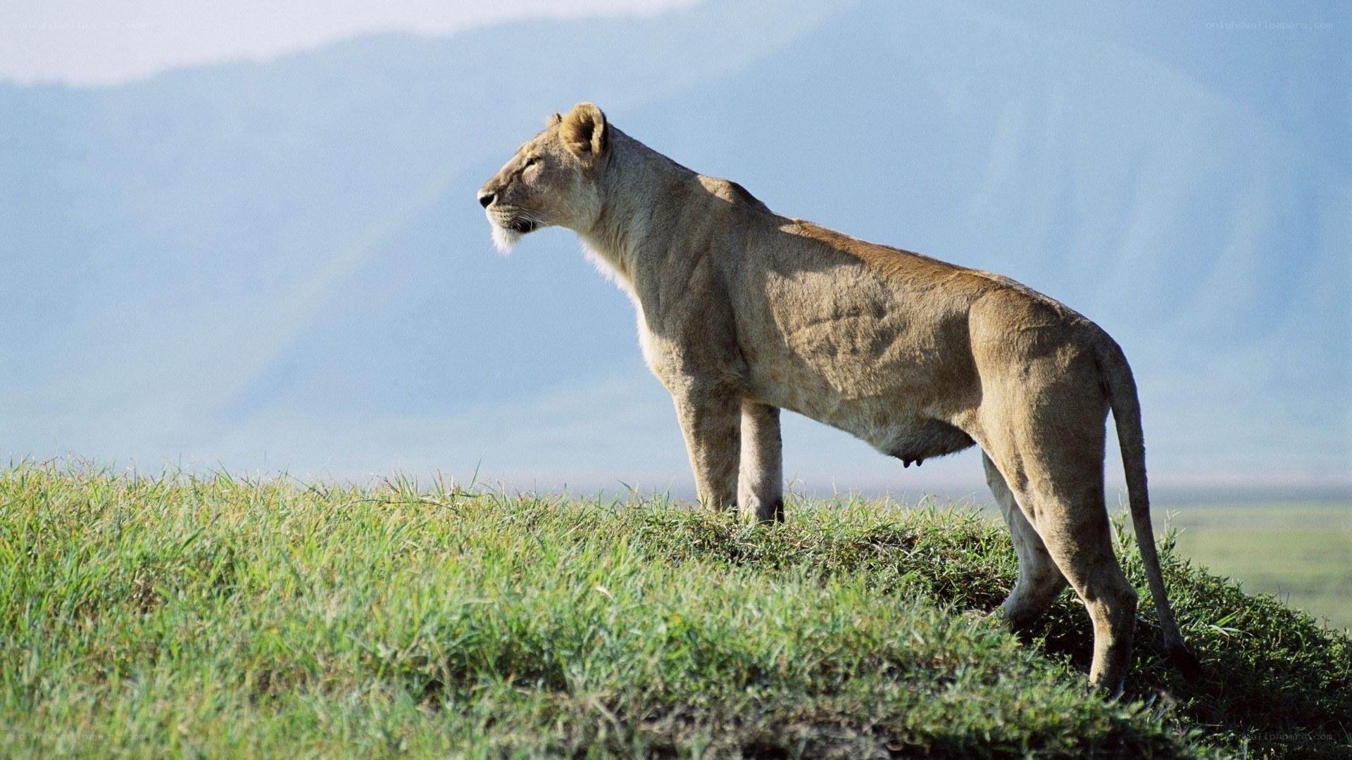 Lioness on a grassy hill