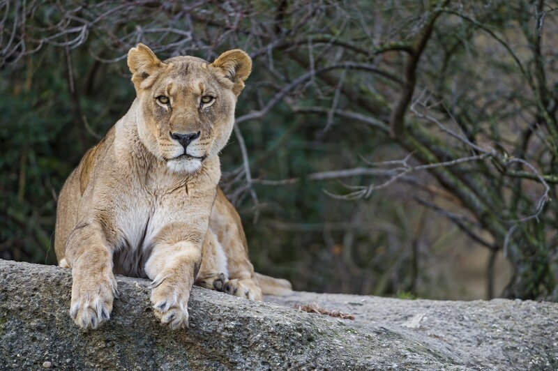 Lioness on a Rock — Brown, Calm