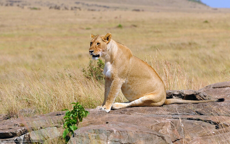 Lioness on a Rock — Brown
