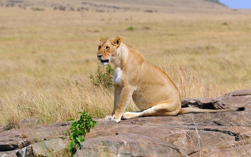Lioness on a rock in savanna