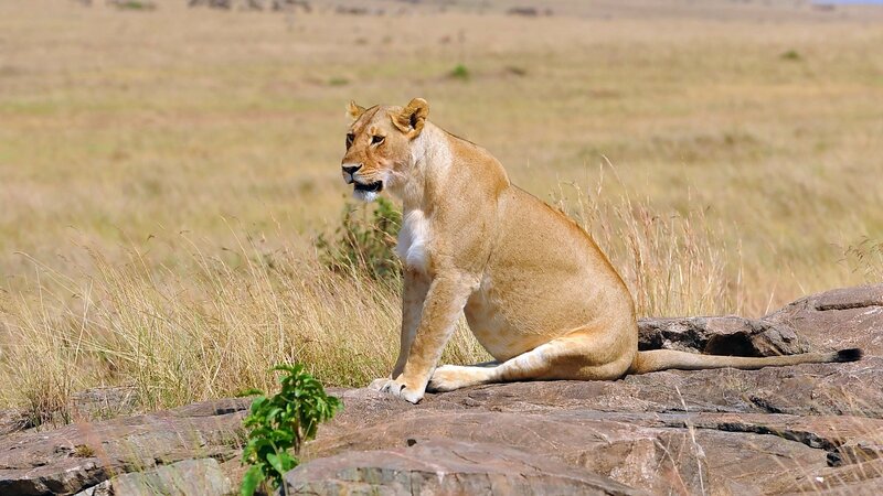 Lioness on a rock in savanna