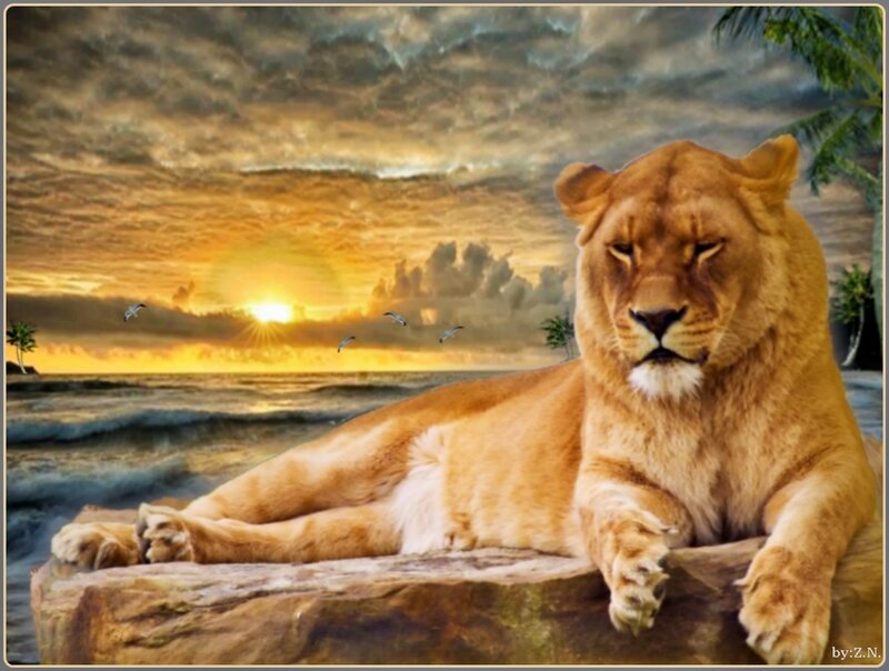 Lioness on a Rock