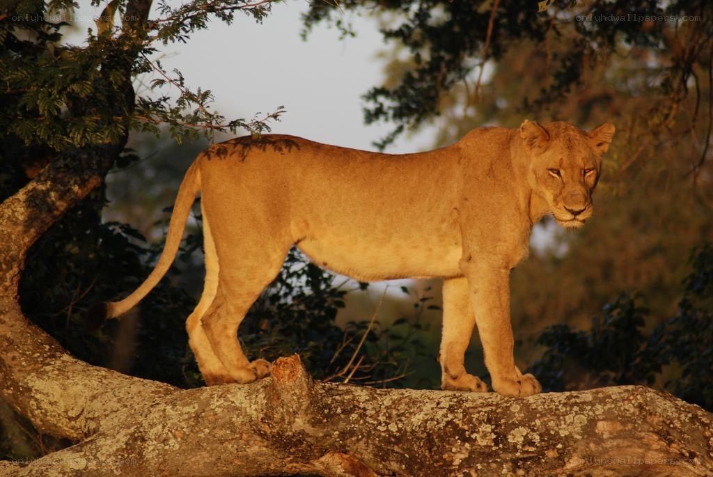 Lioness on a tree branch