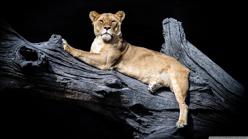 Lioness on Log — Brown, Dramatic