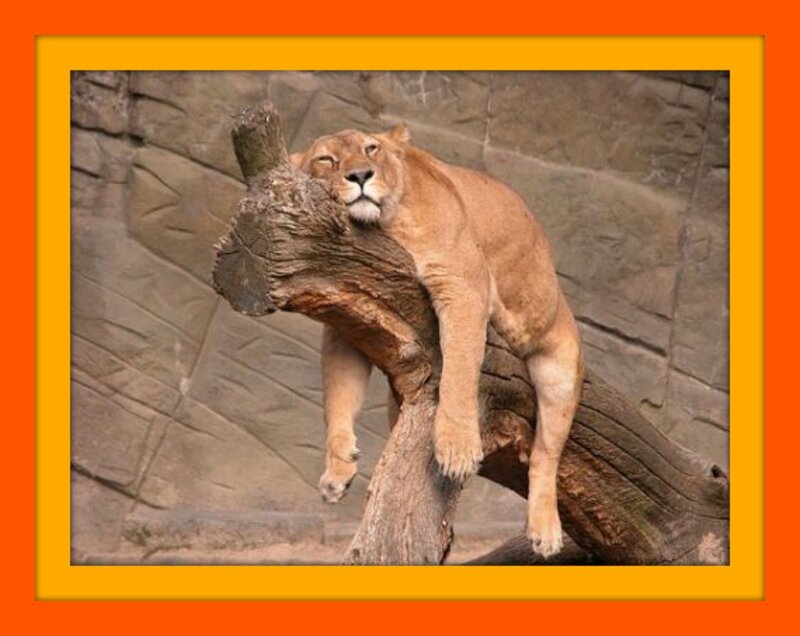 Lioness on Log — Brown, Relaxed
