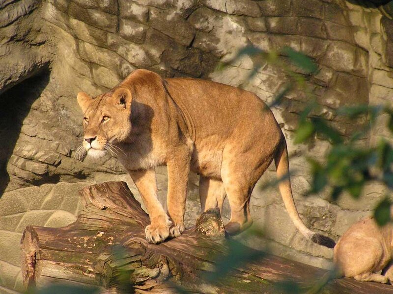 Lioness on Log