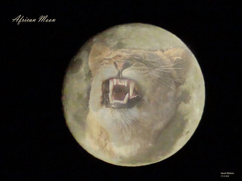 Lioness on Moon