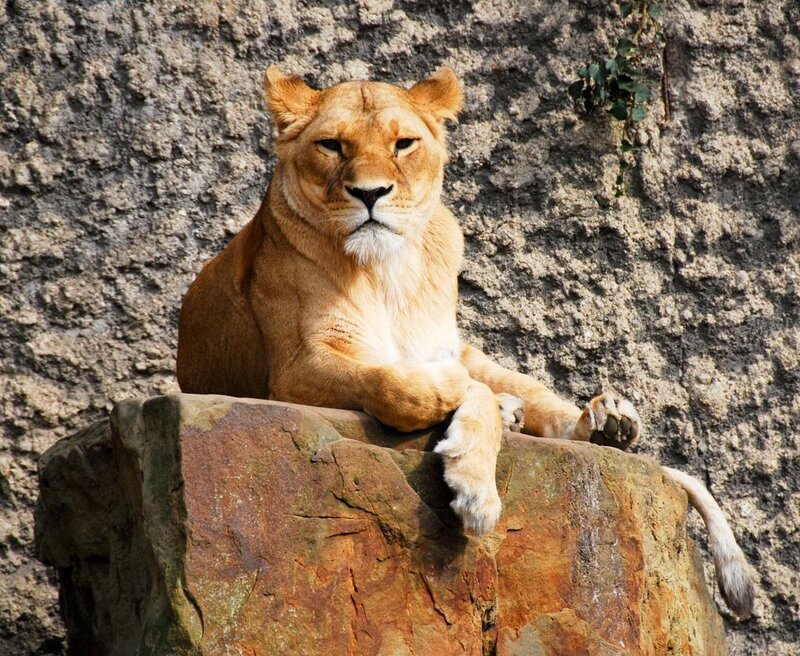 Lioness on Rock — Brown, Calm, Afternoon