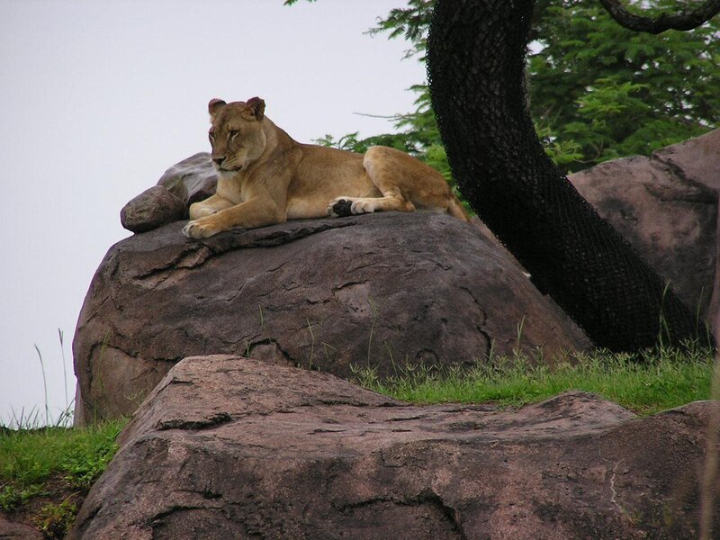 Lioness on Rock — Brown, Calm