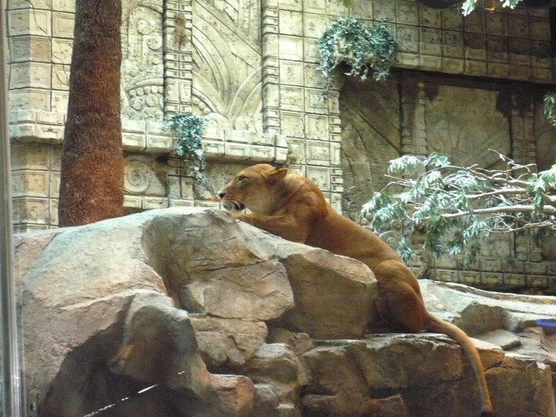 Lioness on Rocks