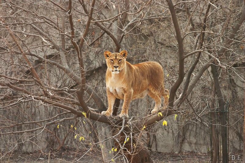 Lioness on Tree Branch — Brown