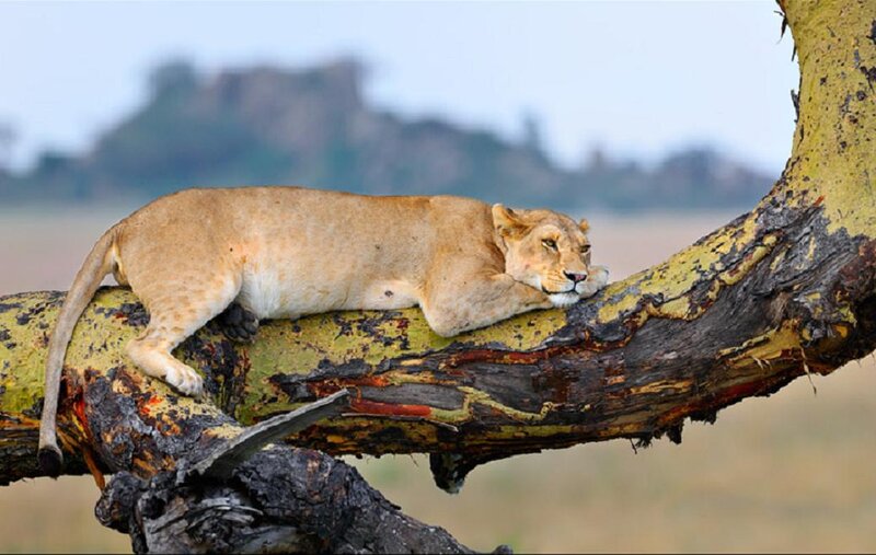Lioness on Tree Branch