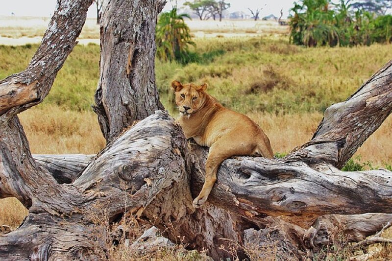 Lioness on Tree Stump