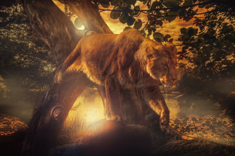 Lioness on Tree Trunk