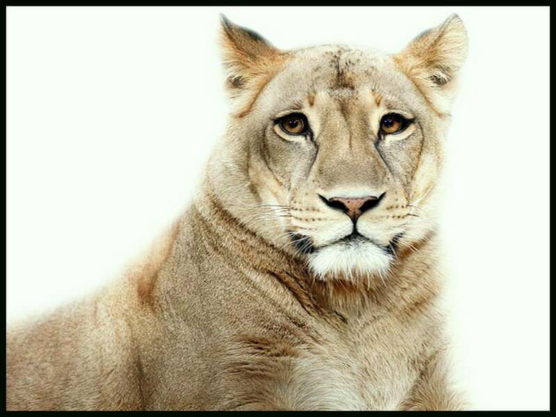 Lioness Portrait