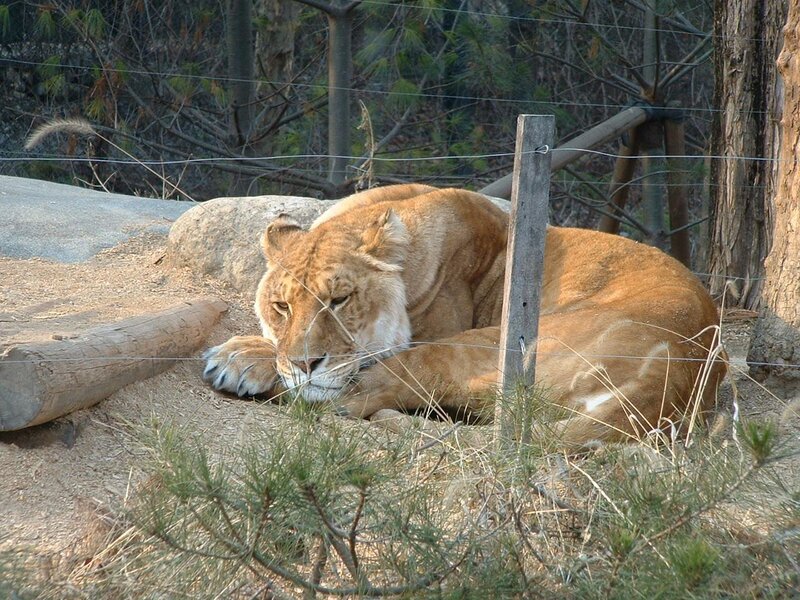 Lioness Resting — Brown, Calm, Afternoon, Photograph, Fence