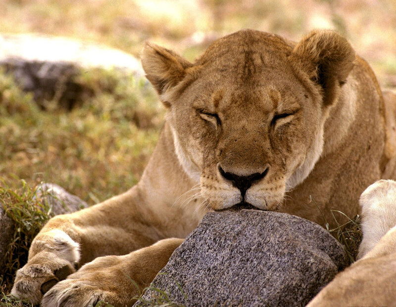 Lioness Resting — Brown, Calm, Afternoon, Photograph, Rock, Grass, Green