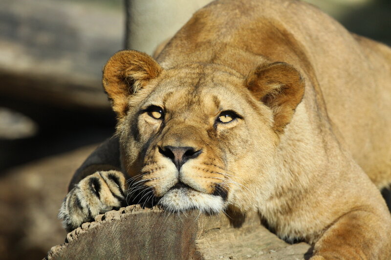 Lioness Resting — Brown, Calm, Afternoon
