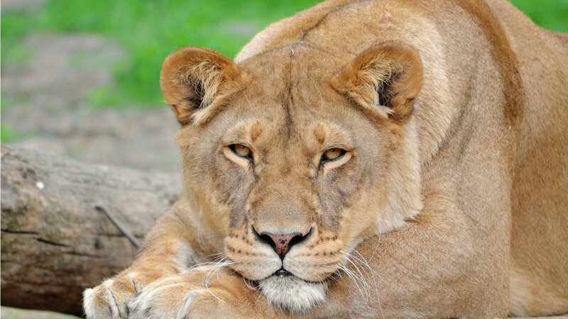 Lioness Resting — Brown, Calm