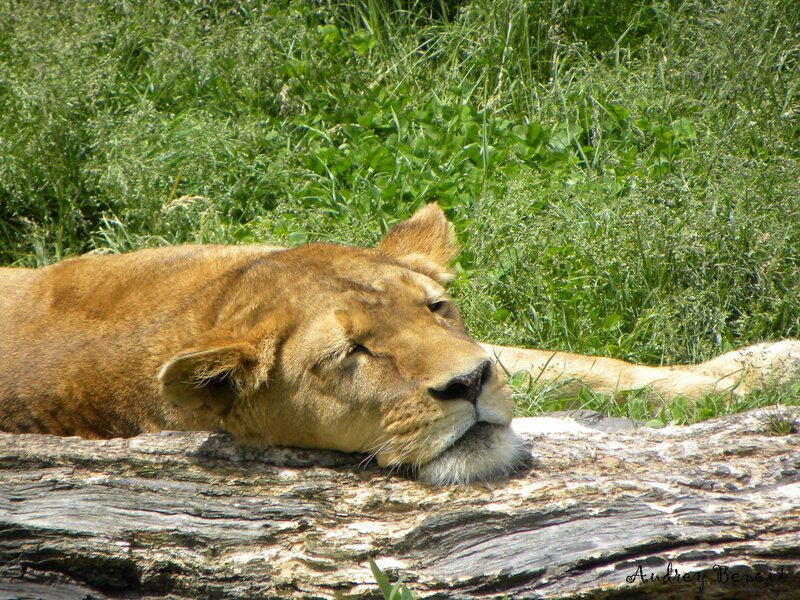 Lioness Resting — Brown