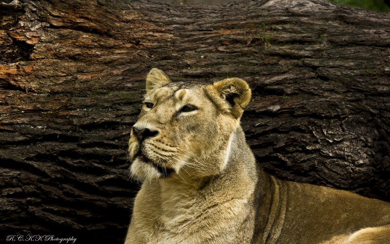 Lioness resting by a log