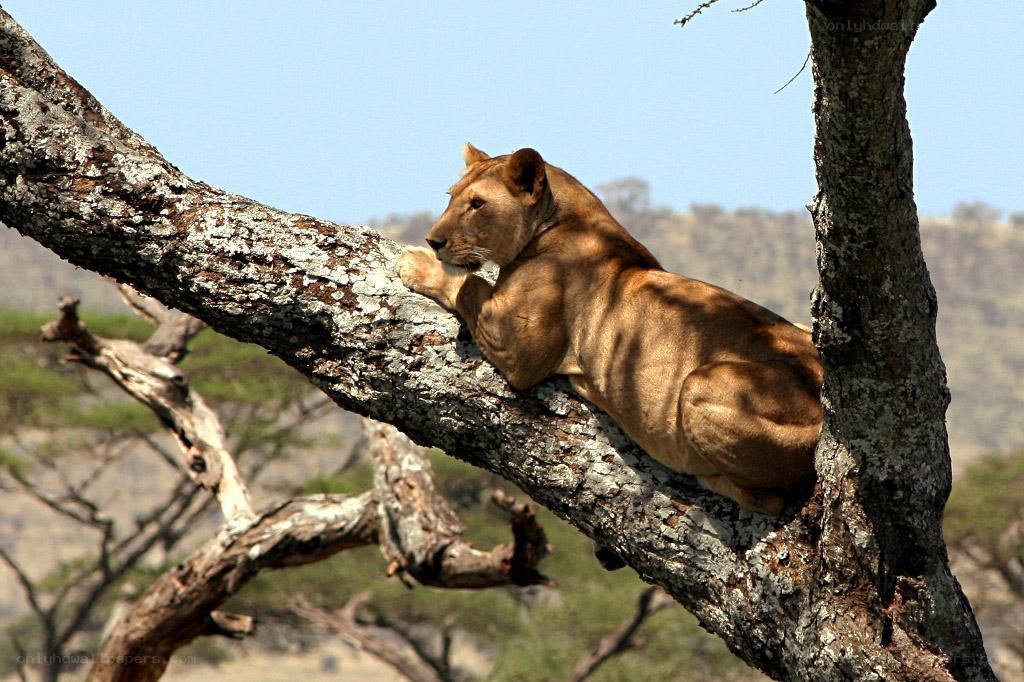 Lioness resting in a tree