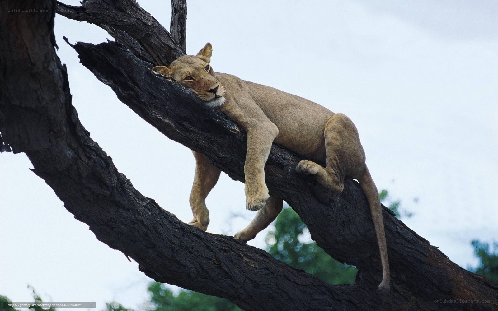 lioness resting in a tree
