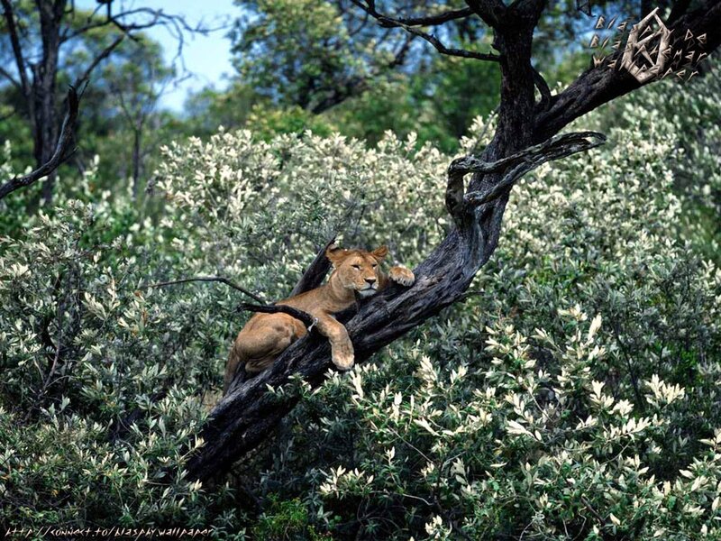 Lioness resting in a tree