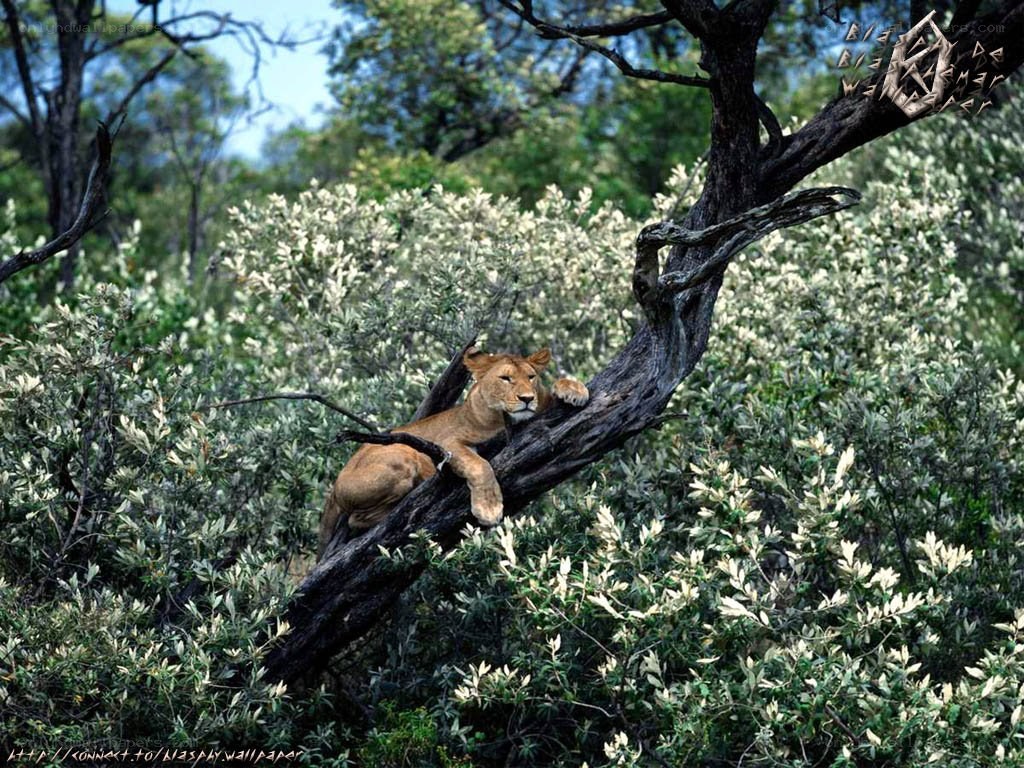 Lioness resting in a tree